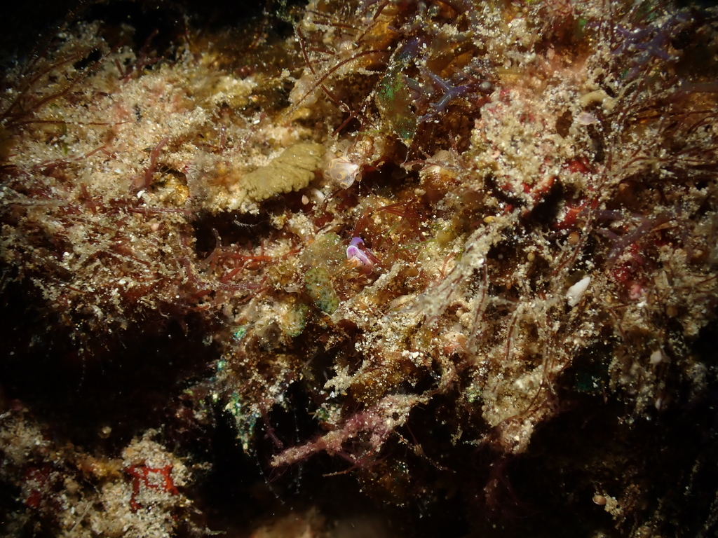 Hypselodoris krakatoa