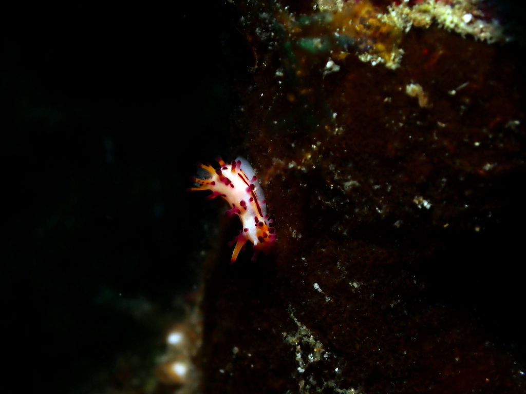 Sunset Knobbed Dorid