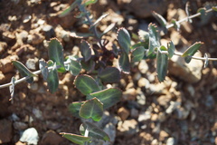 Streptanthus brachiatus