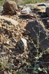 Streptanthus brachiatus