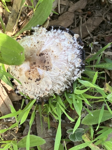 Shaggy Mane