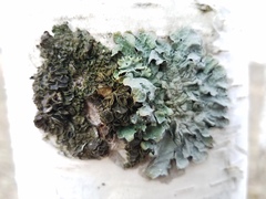 Melanohalea septentrionalis