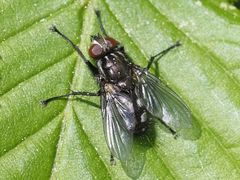 Rhinomorinia sarcophagina