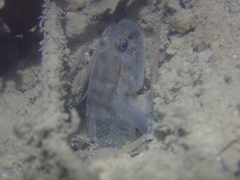 Acentrogobius viridipunctatus