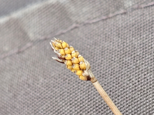 Eleocharis elliptica, 2026-08-16