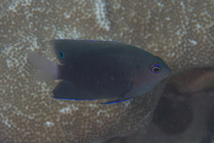 Pomacentrus burroughi