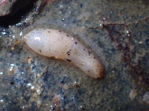 Phascolosoma observed 2026-08-15