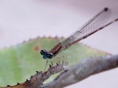 Leptagrion