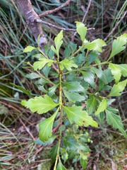Phyllocladus aspleniifolius, photograph (c) Corey O'Brien, some rights reserved (CC BY)