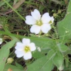 Mononeuria nuttallii