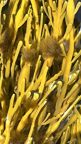 Elachista fucicola observed 2026-08-13