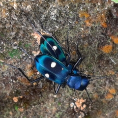 Pseudoxycheila tarsalis