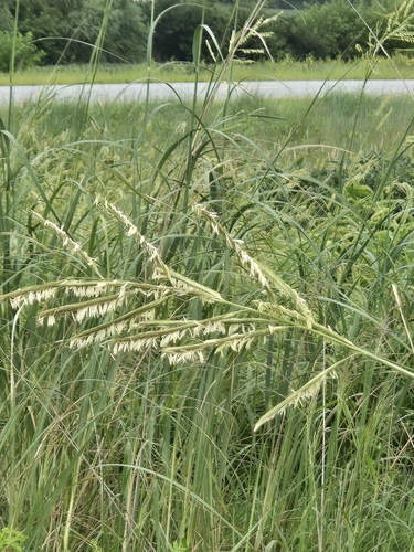 prairie cordgrass