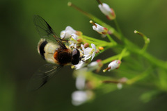 Leucozona lucorum