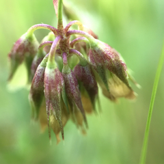 Trifolium gracilentum