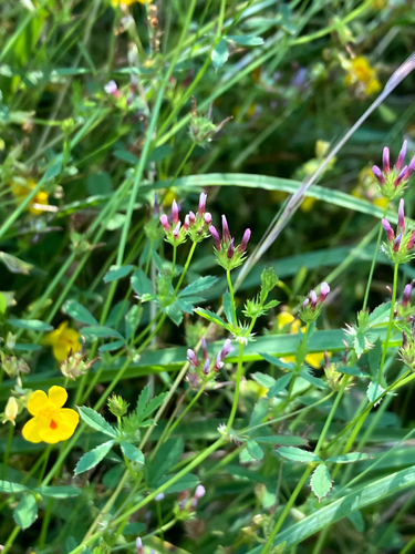 Trifolium variegatum