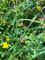 Trifolium variegatum