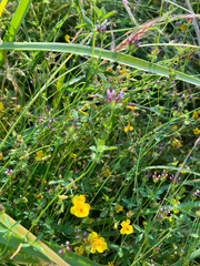 Trifolium variegatum, photograph author not stated, no rights reserved