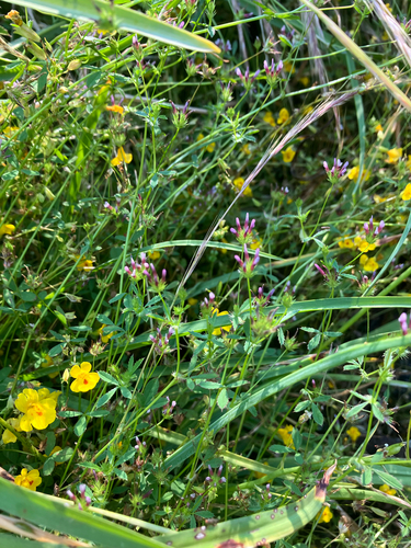 Trifolium variegatum, photograph 2