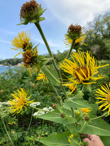 Elecampane