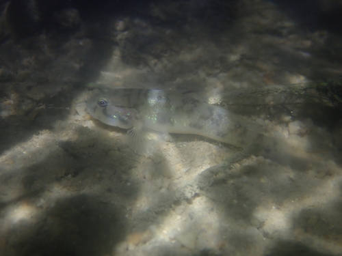 Groenstip-grondel (Acentrogobius viridipunctatus) — Gobiidae