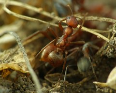 Polyergus rufescens