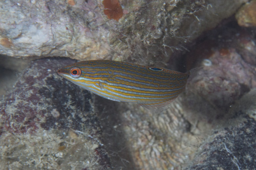 Chainlink wrasse (Halichoeres leucurus) — Labridae
