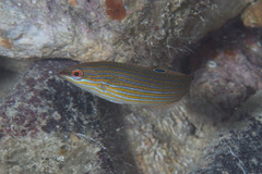 Halichoeres leucurus