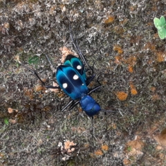 Pseudoxycheila tarsalis