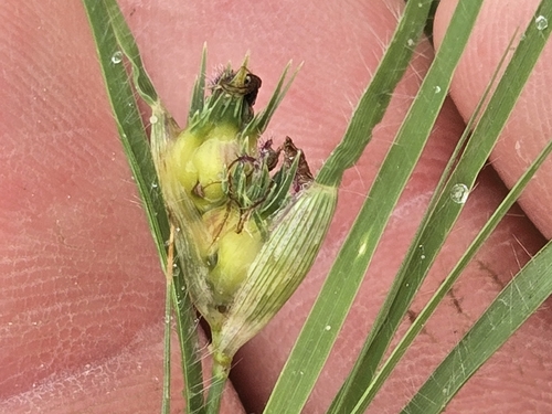 buffalograss