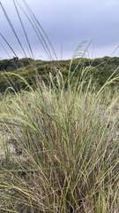 Panicum amarum, photograph (c) Frog The Kermit, some rights reserved (CC BY)