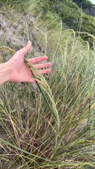 Panicum amarum, photograph (c) Frog The Kermit, some rights reserved (CC BY)