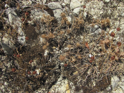 Trifolium scabrum observed 2026-07-26