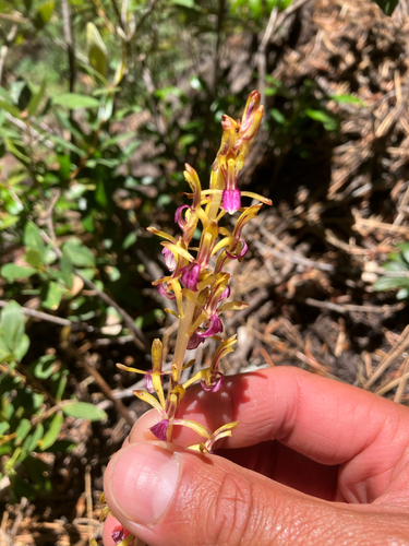 Corallorhiza mertensiana, photograph 4