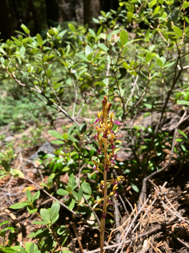 Corallorhiza mertensiana, photograph 5