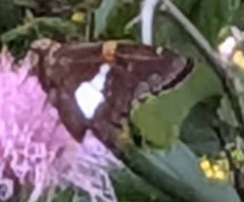 Silver-spotted Skipper