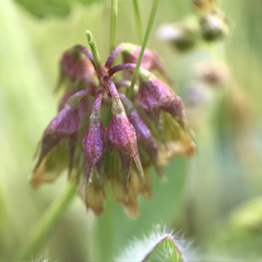 Trifolium gracilentum