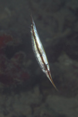 Centriscus scutatus