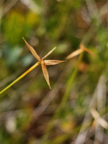 Carex pauciflora, photograph 5