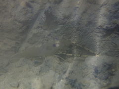 Macrobrachium heterorhynchos