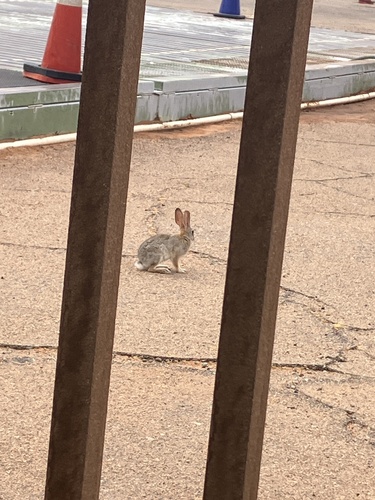 Desert Cottontail