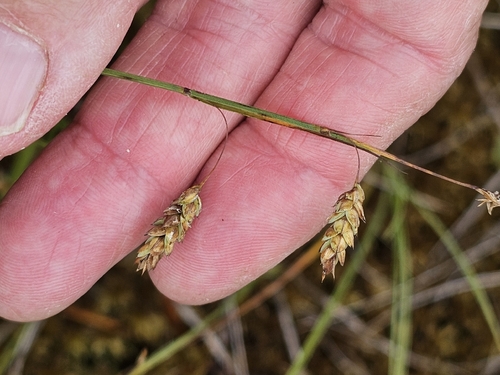 Carex limosa, photograph 1