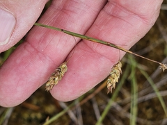 Carex limosa, photograph (c) Norma Malinowski, some rights reserved (CC BY)