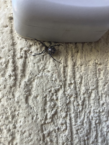 Western Black Widow