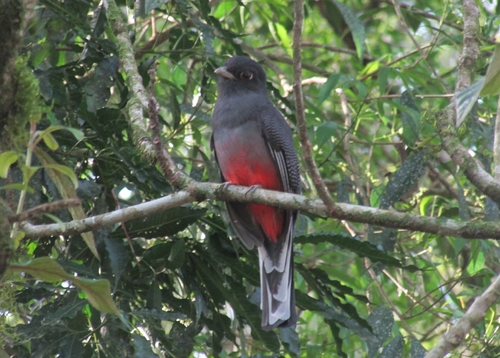 Surucua Trogon