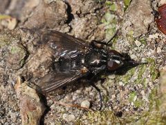 Rhinomorinia sarcophagina