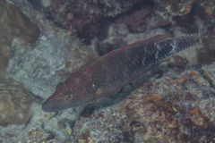 Oxycheilinus celebicus