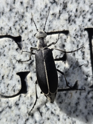 Clematis Blister Beetle