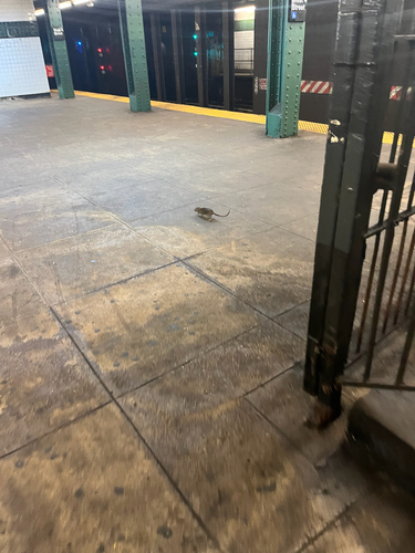 Rat photographed near here on 2026-08-16