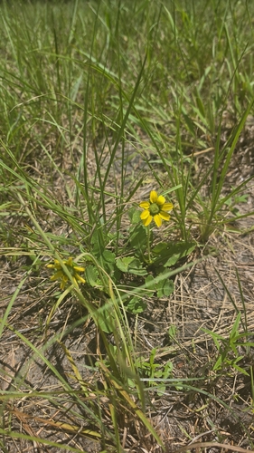 Berlandiera subacaulis, photograph 1